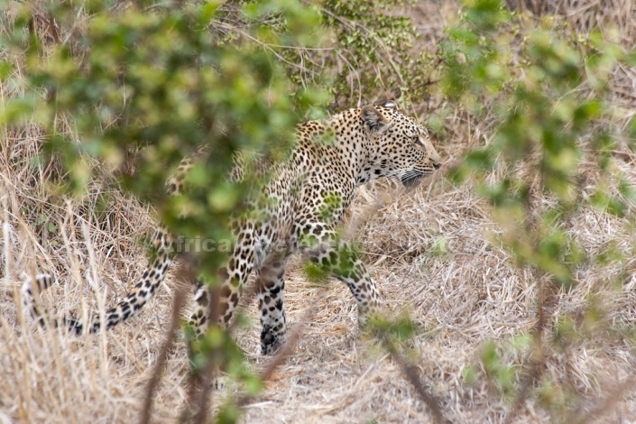 Leopard, Sabi Sand Game Reserve