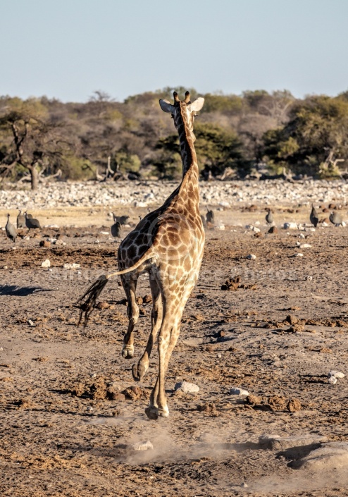 Giraffe Running, Rear View