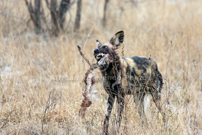 Wild Dog art reference image