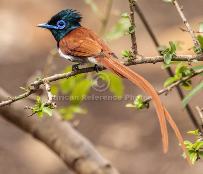 African Paradise-flycatcher