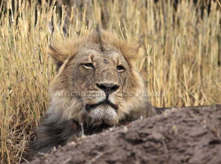 Male Lion