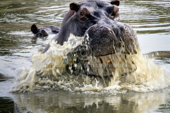 Hippo Surfacing with a Splash