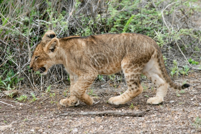 Lion Cub Walking, Side-On
