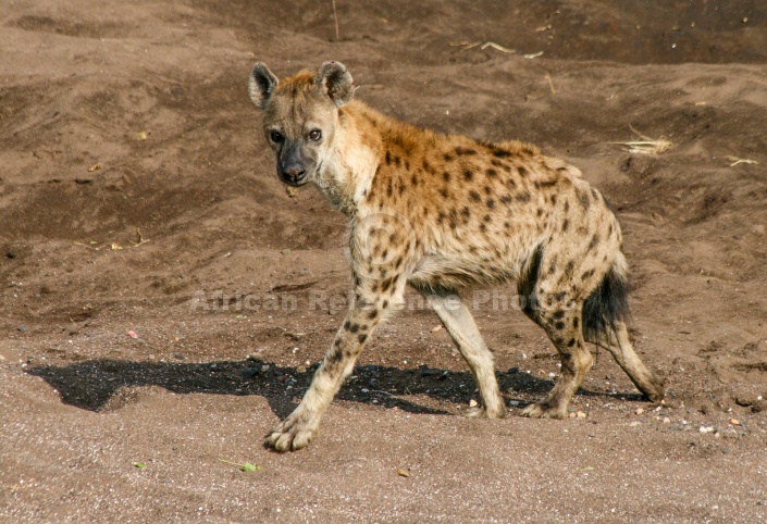 Spotted Hyena