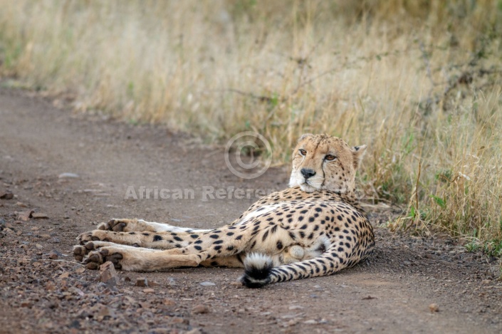 Male Cheetah at Dusk