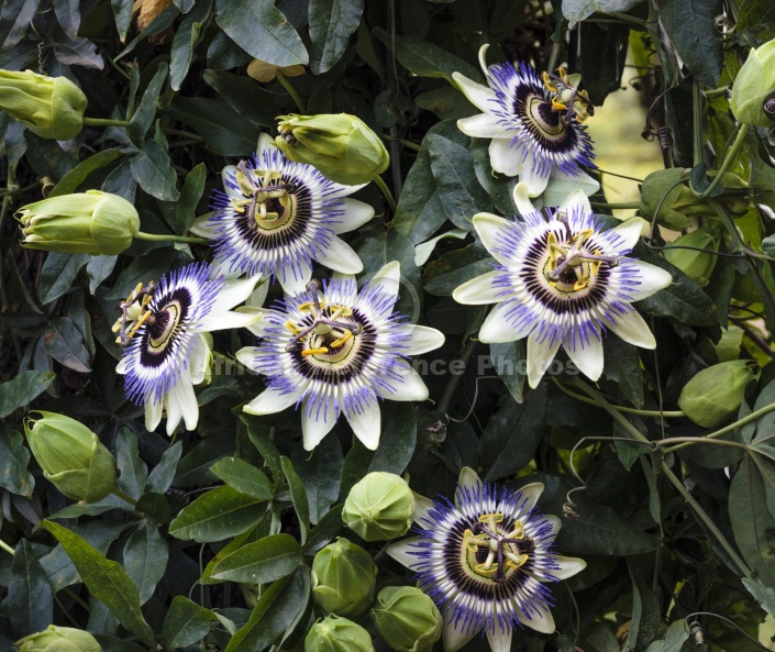 Granadilla Flower