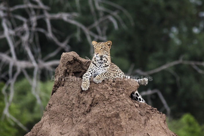 Leopard Atop Termite Mound