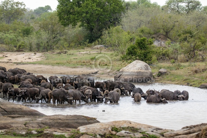 Buffalo Herd at Waterhole