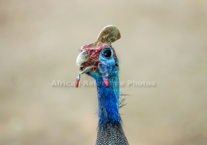 Helmeted Guineafowl Close View of Head & Neck