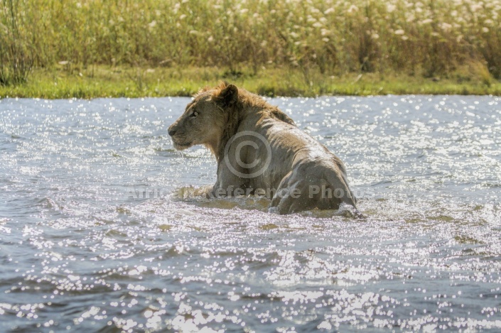 Lion Climbing from River Shallows
