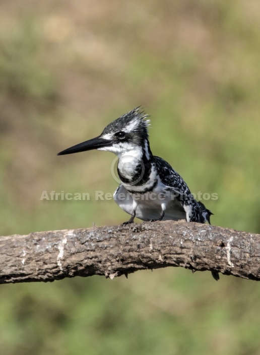 Pied Kingfisher