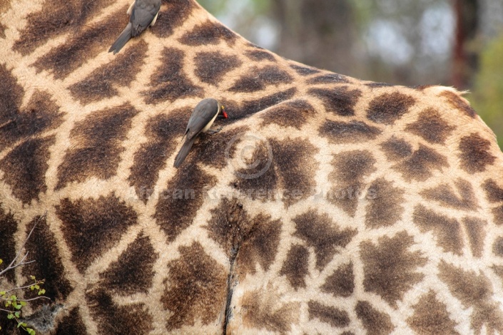 Giraffe hide with oxpecker, close-up