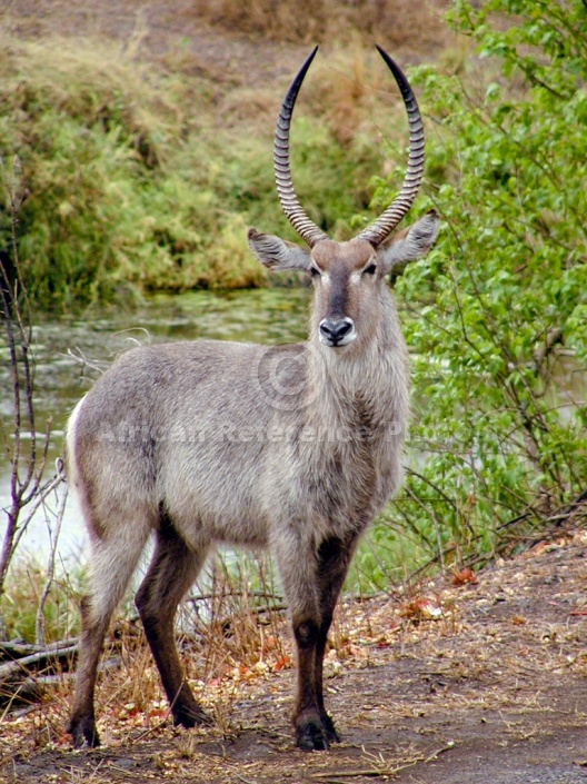 Waterbuck Male