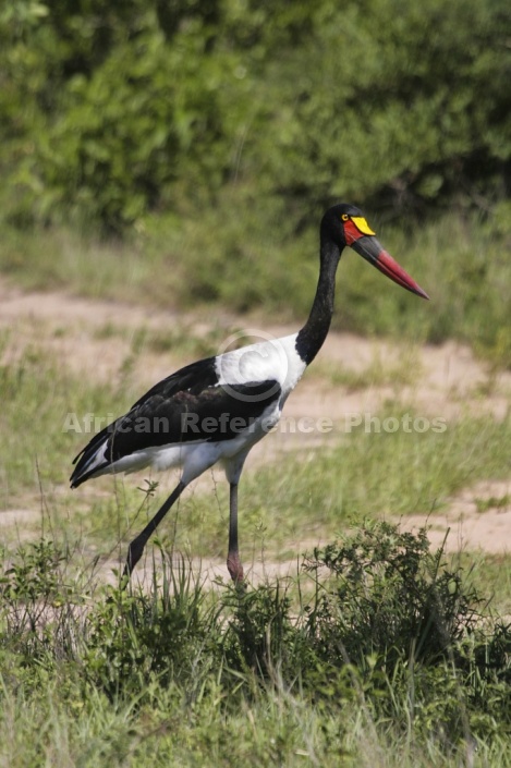 Saddle-billed Stork