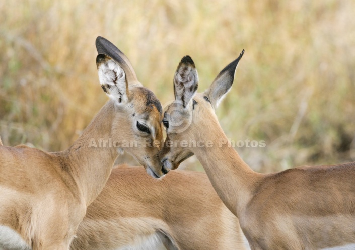 Impala Fawns