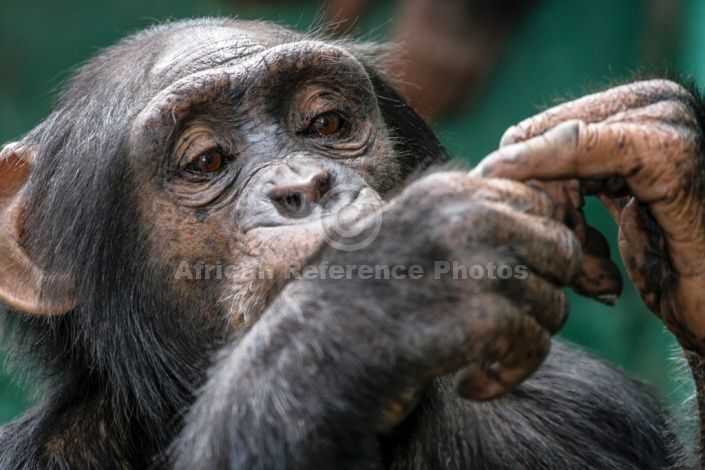 Chimpanzee Close-up of Head and Hands