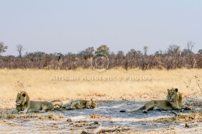 Trio of Young Male Lions