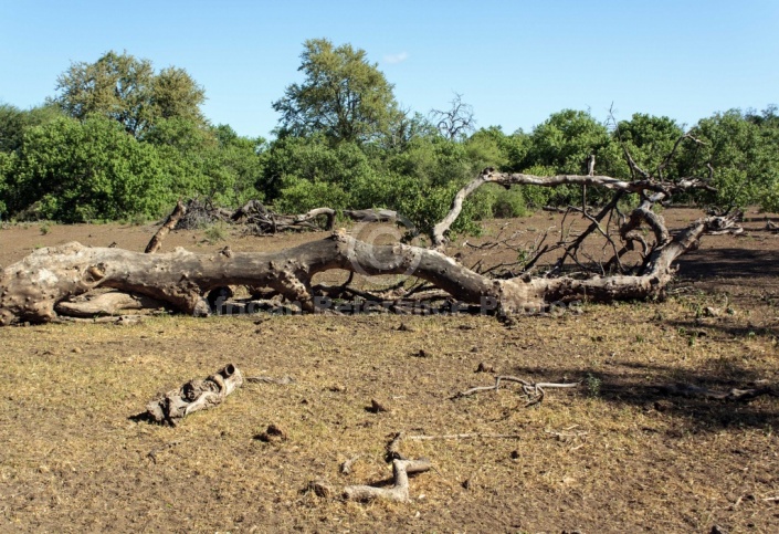 Mashatu Game Reserve Scenic