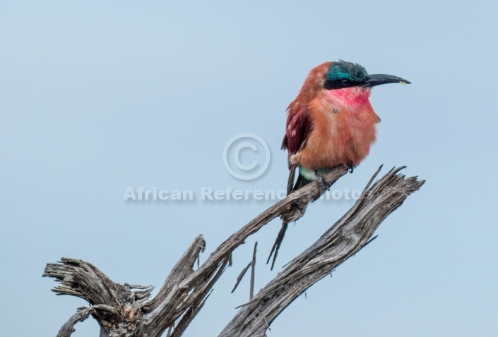 Carmine Bee-eater Perching