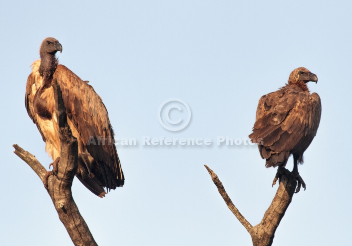 Pair of White-backed Vultures