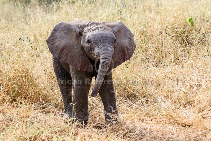 Baby Elephant