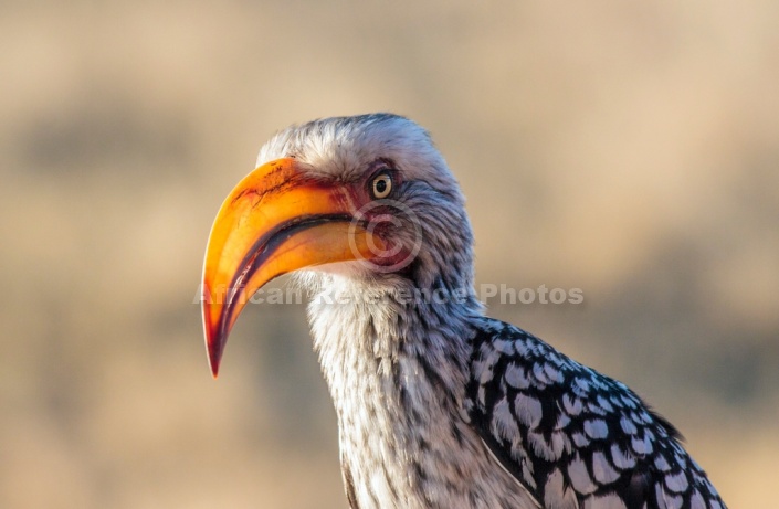 Southern Yellow-billed Hornbill, Three-Quarter View