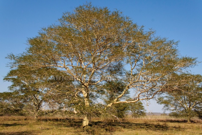 Big Fever Tree