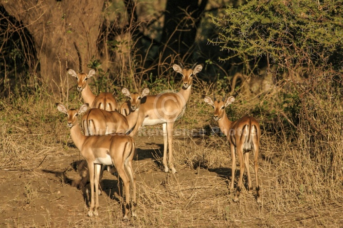 Impala Group