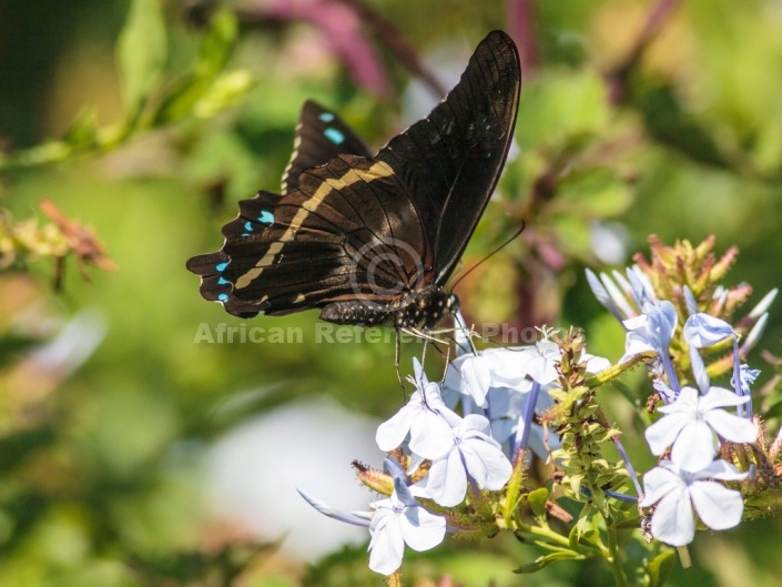 Blue-banded Swallowtail Butterfly in Search of Nectar