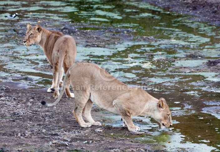 Lioness Pair in Riverbed