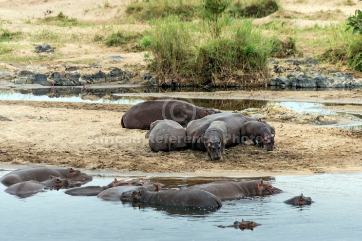 Hippopotamus, Kruger Park