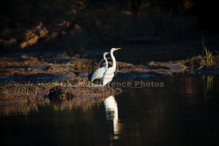 Great Egrets on Water's Edge