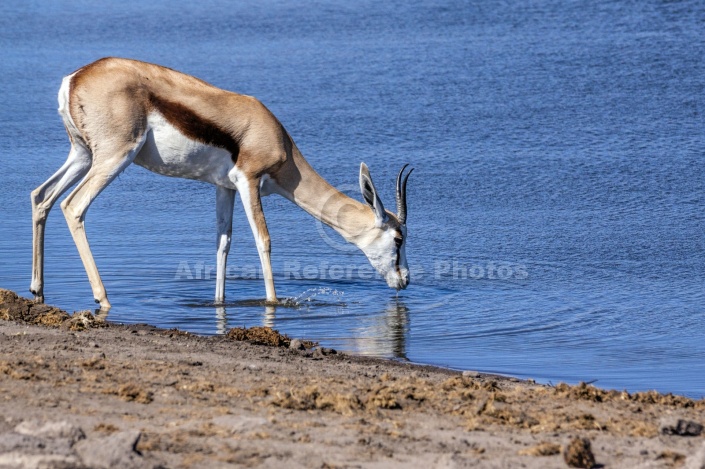 Female Springbok Drinking