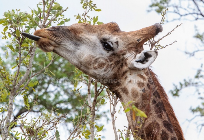 Reference photo of giraffe's long tongue