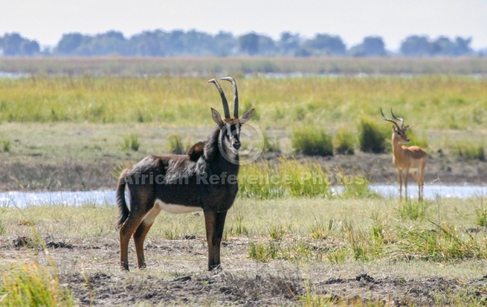 Sable Antelope