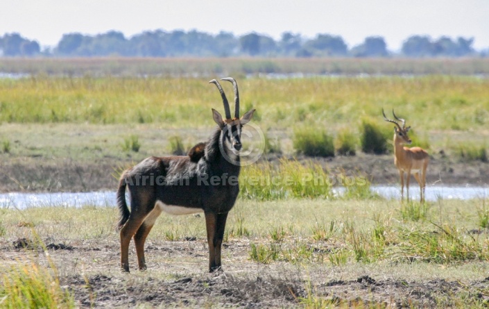 Sable Antelope