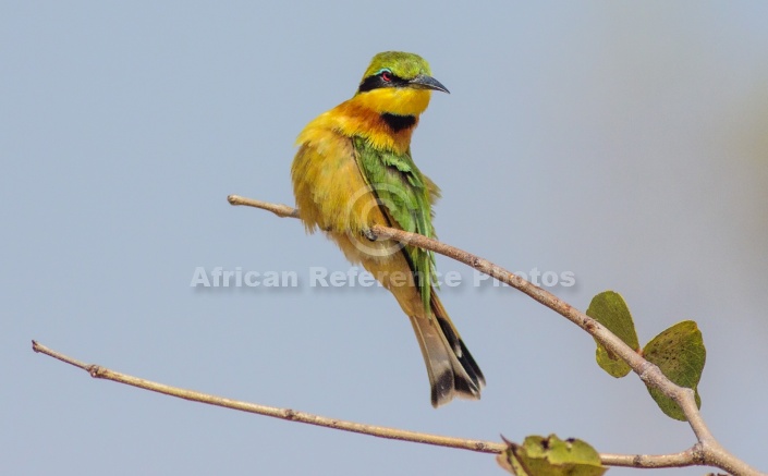 Little Bee-eater