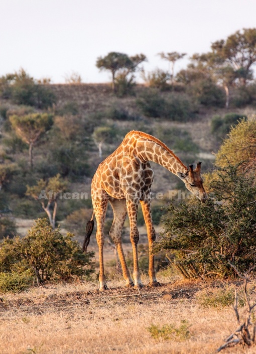 Young Male Giraffe Browsing