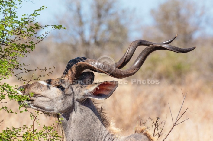 Kudu Bull's Horns, Close View
