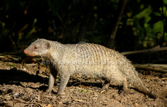 Banded Mongoose