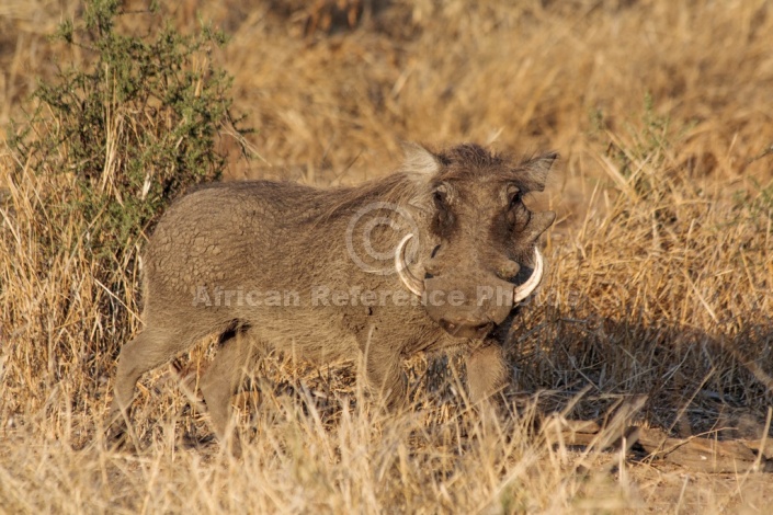 Warthog