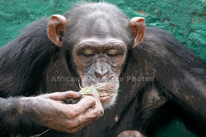 Chimpanzee Sniffing Piece of Grass