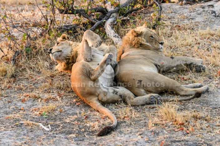 Young Male Lion Pair at Rest