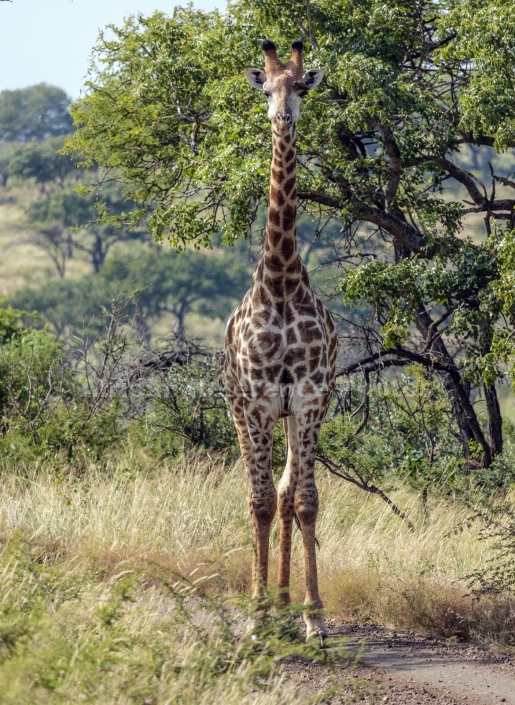 Young Giraffe Female