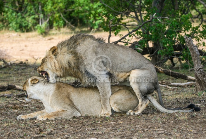 Lion Male Baring Teeth During Mating