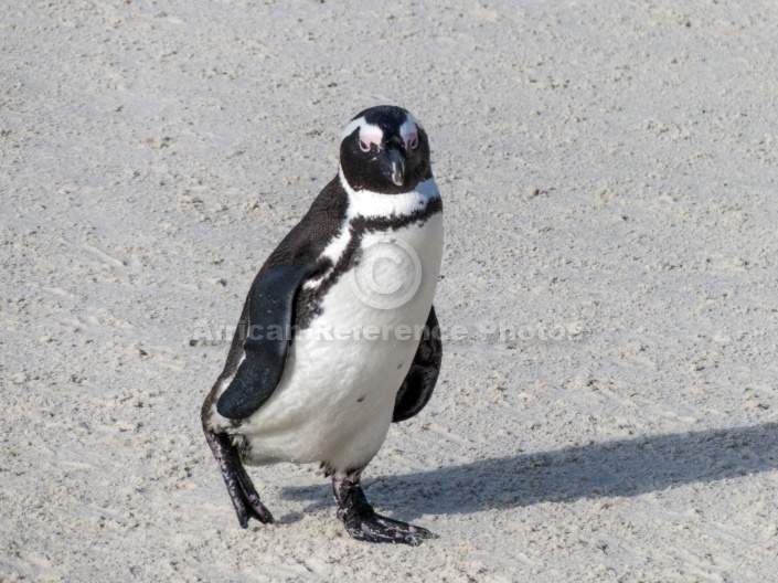 African Penguin