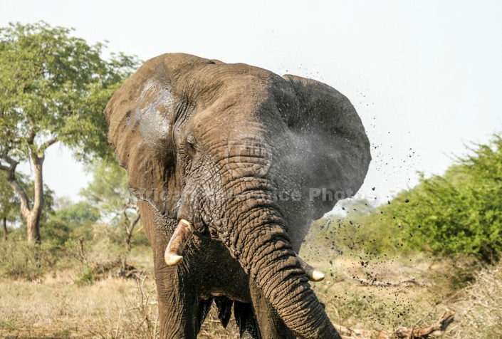 African Elephant Spraying Water