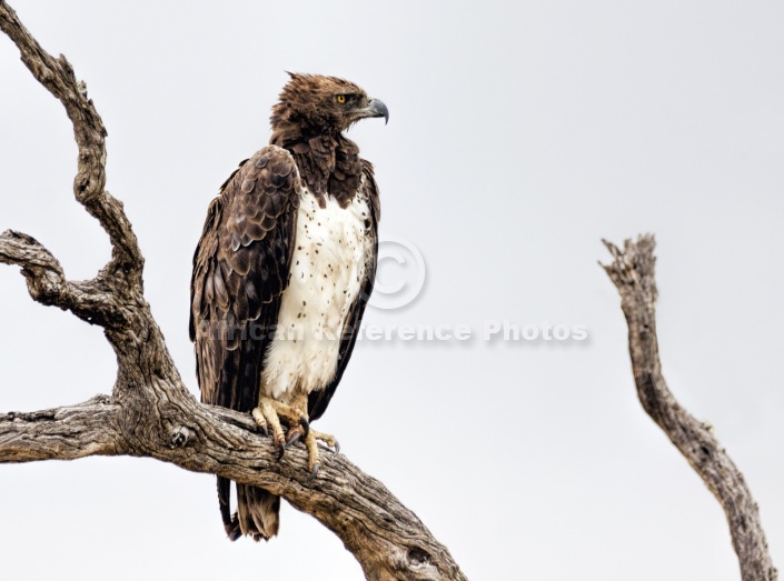 Martial Eagle