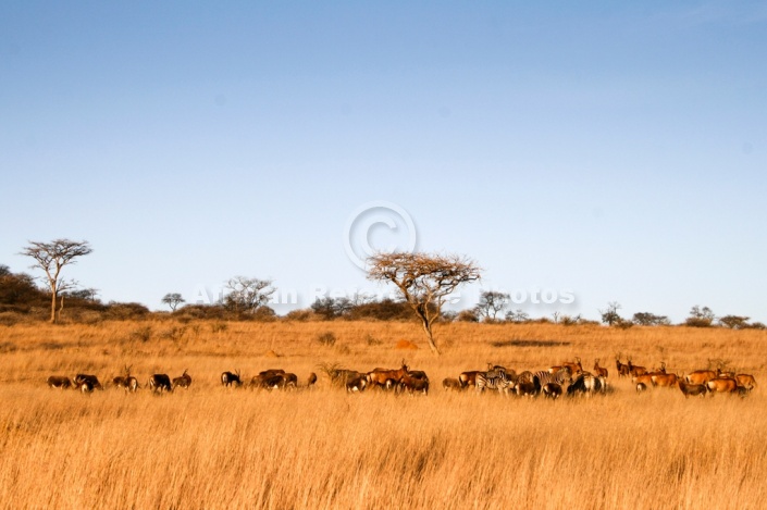 Wildlife and Acacia Trees, Wide View