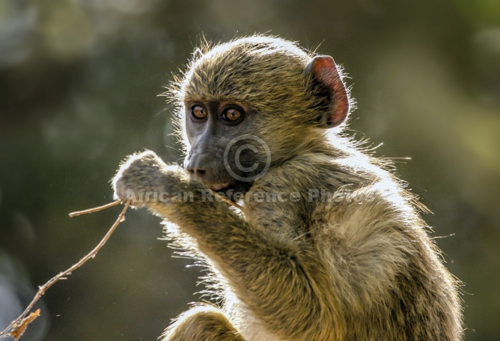 Baboon Youngster with Twig